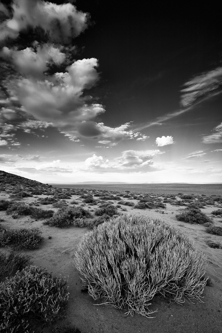 Namib Milk Bush