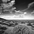 Namib Milk Bush