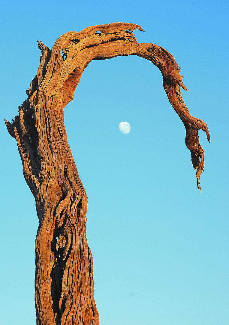 namib-moon