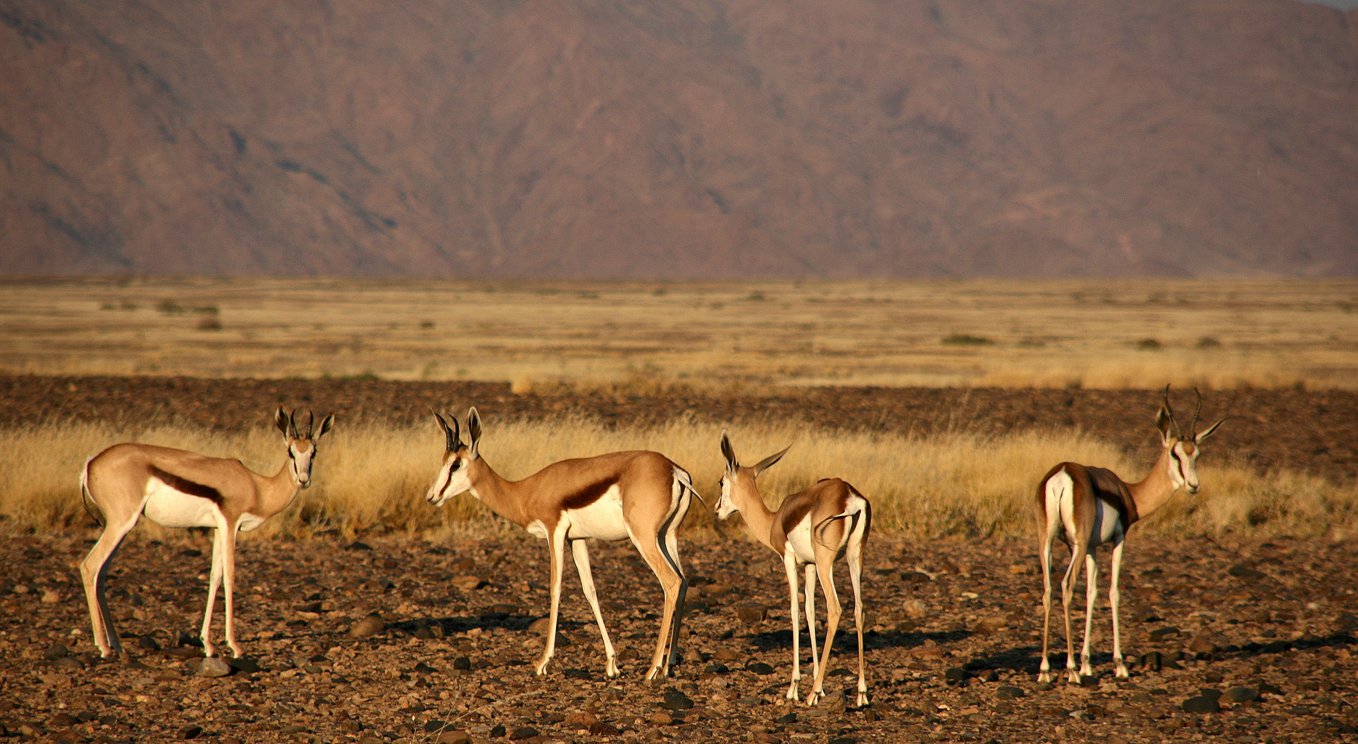 - Namib Naukluft NP II -