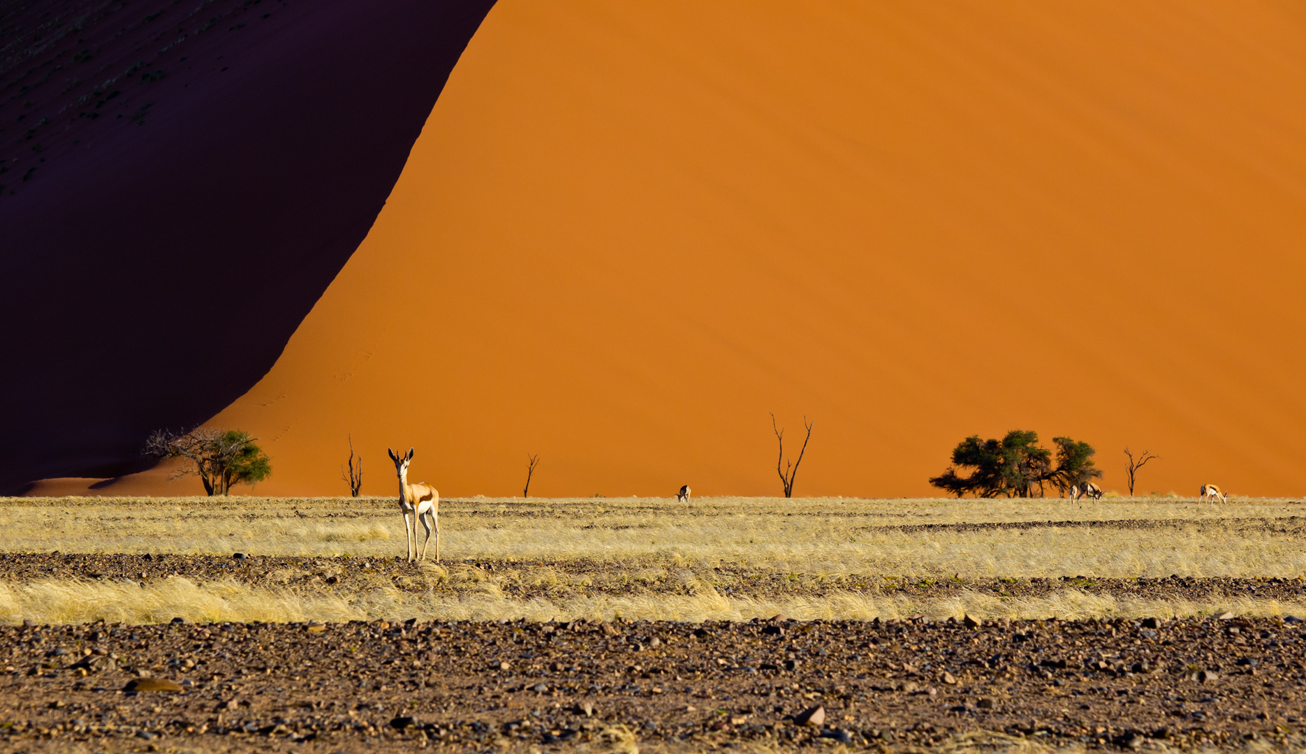 Namib Naukluft Park