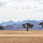 Namib Naukluft Park , Namibia (April 2017)