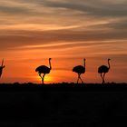 Namib Naukluft Sunset