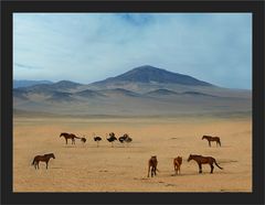 Namib-Pferde