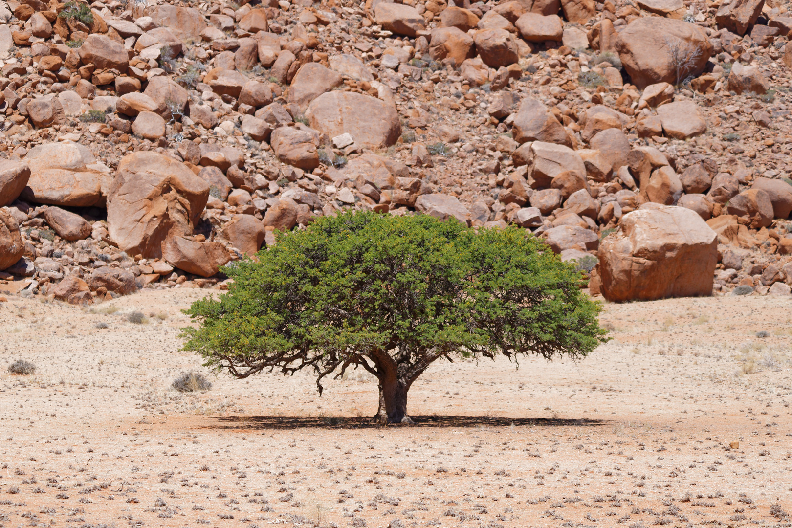 Namib Rand Naturschutzgebiet_5