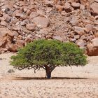 Namib Rand Naturschutzgebiet_5