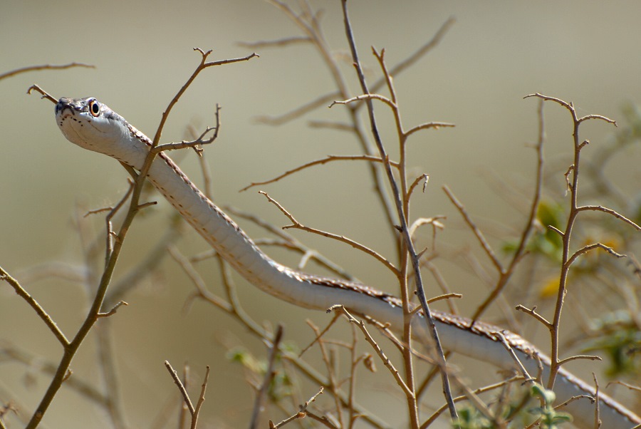 Namib Sand Snake