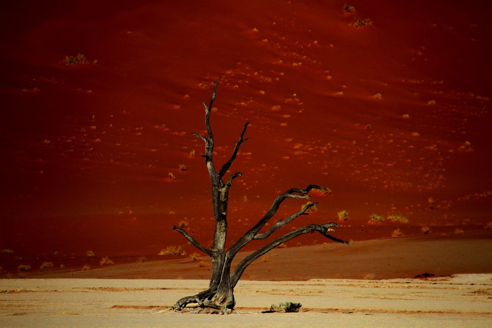 namib tree