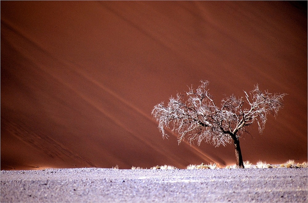 namib-tree