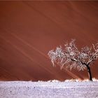 namib-tree