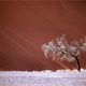 namib-tree