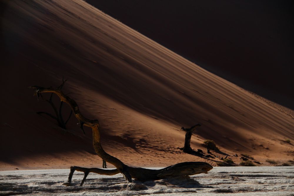 namib tree II