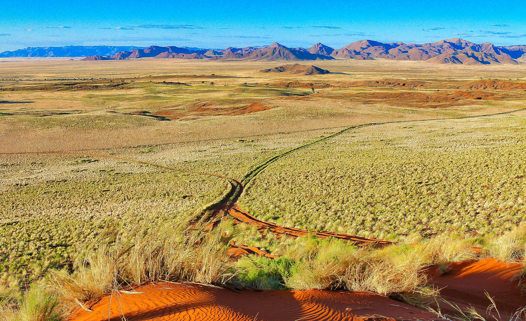 Namib unter grüner Decke