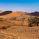 Namib-Wüste I