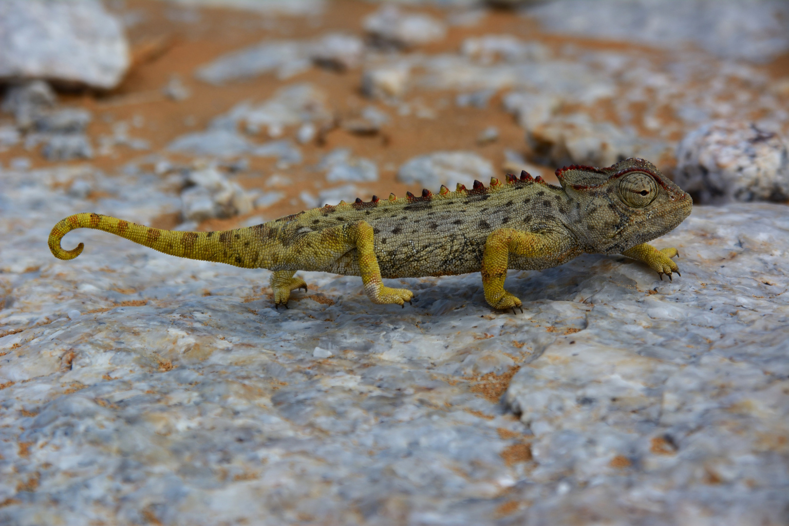 Namib-Wüstenchamäleon ( Chamaeleo namaquensis )