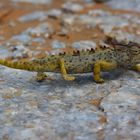 Namib-Wüstenchamäleon ( Chamaeleo namaquensis )