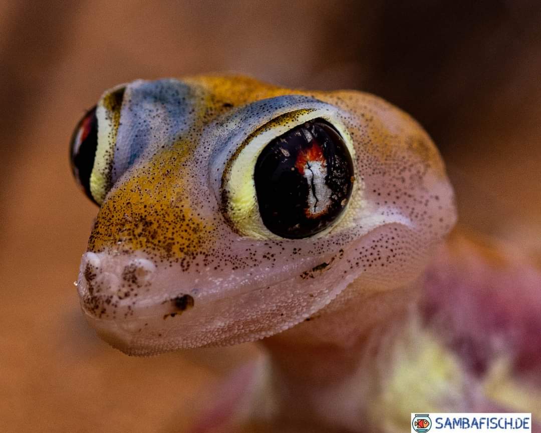 Namib Wüstengecko