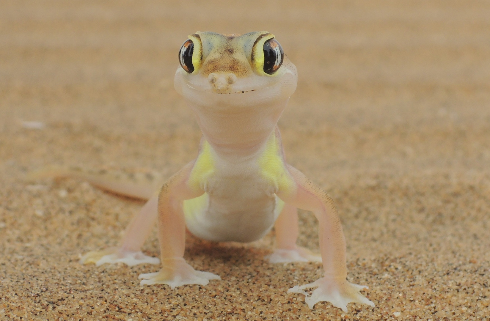 Namib Wüstengecko