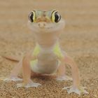 Namib Wüstengecko