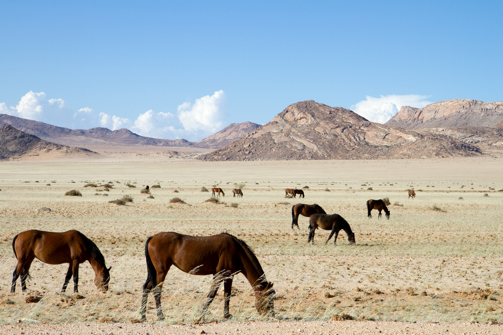 Namib Wüstenpferde