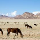 Namib Wüstenpferde