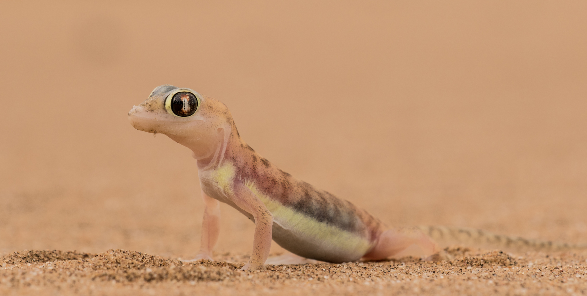 Namibgecko