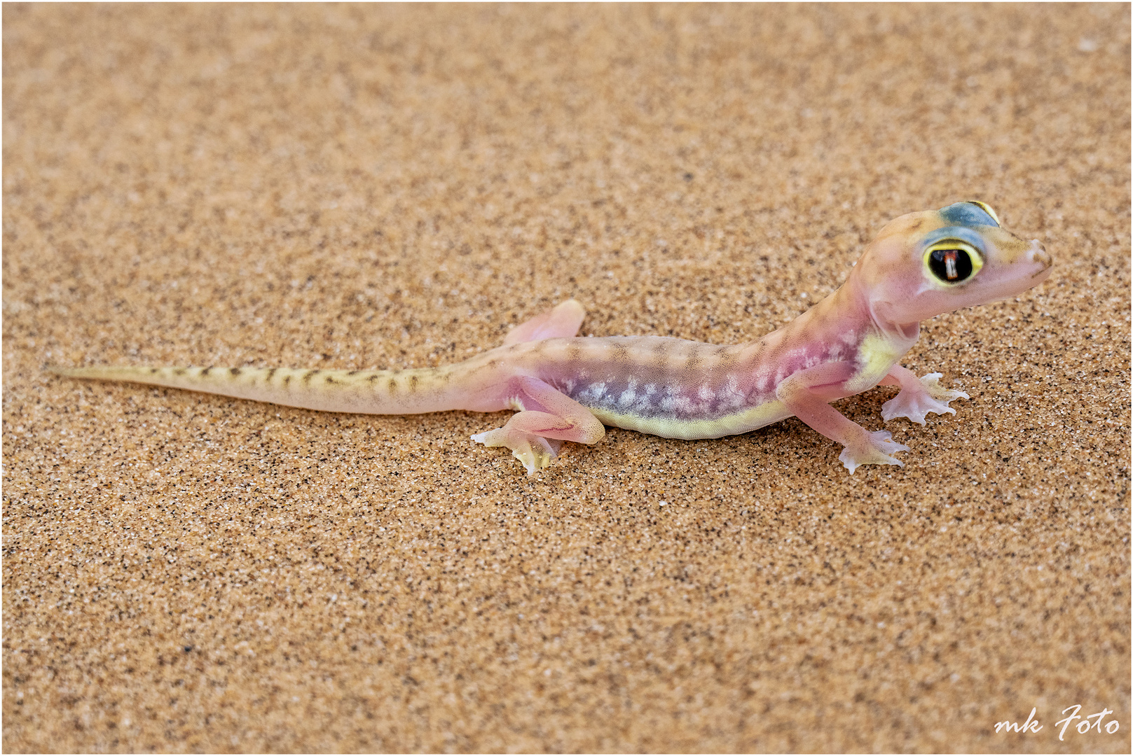 Namibgecko 