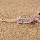 Namibgecko 