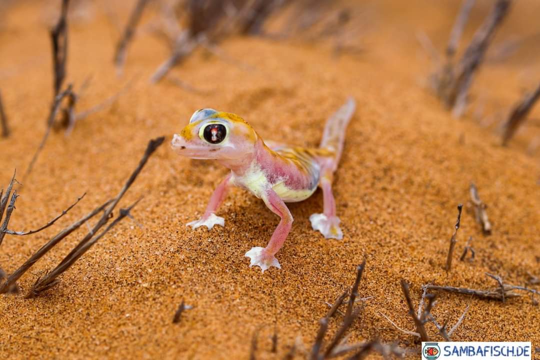 Namibgecko