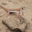 Namibgecko