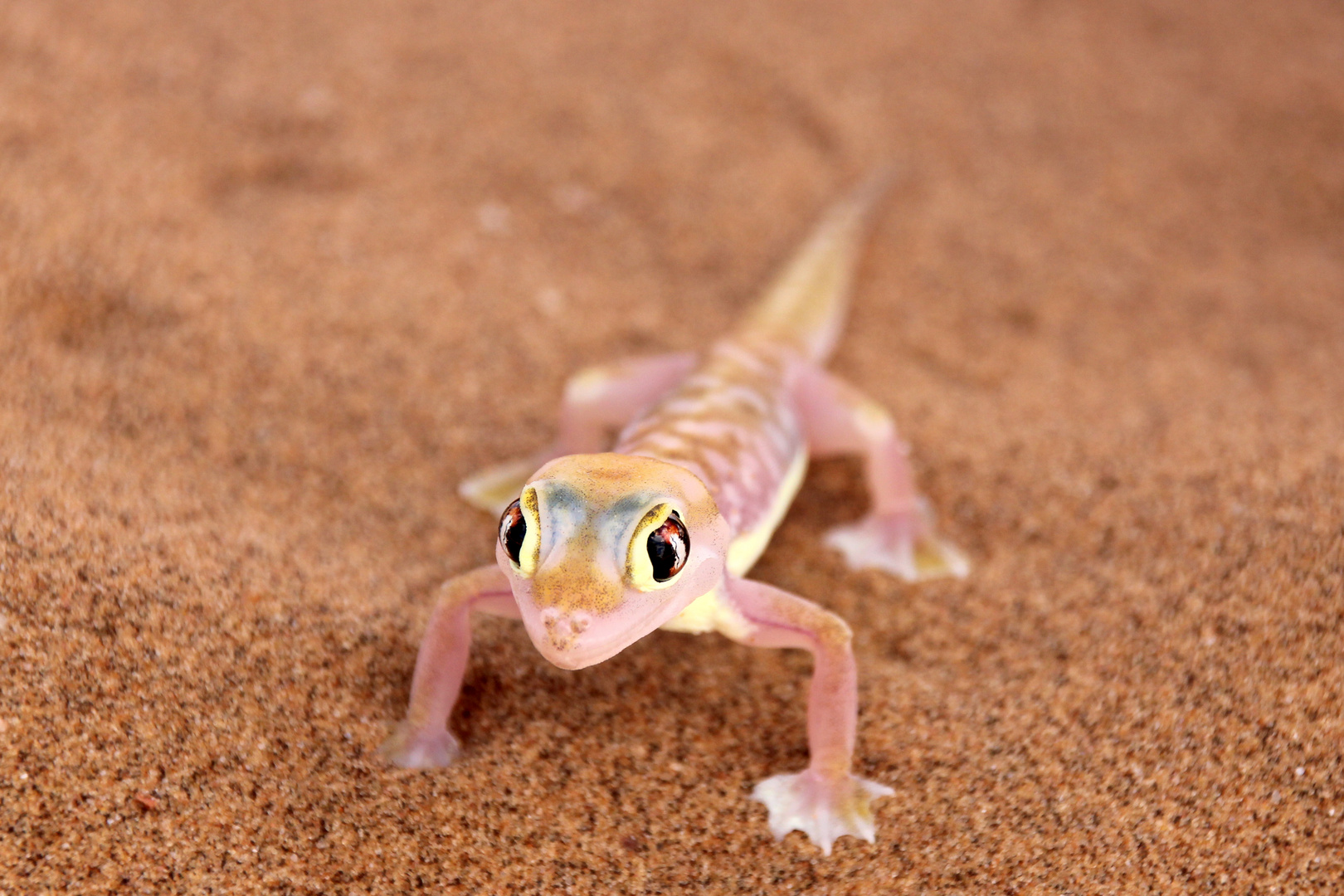 Namibgecko