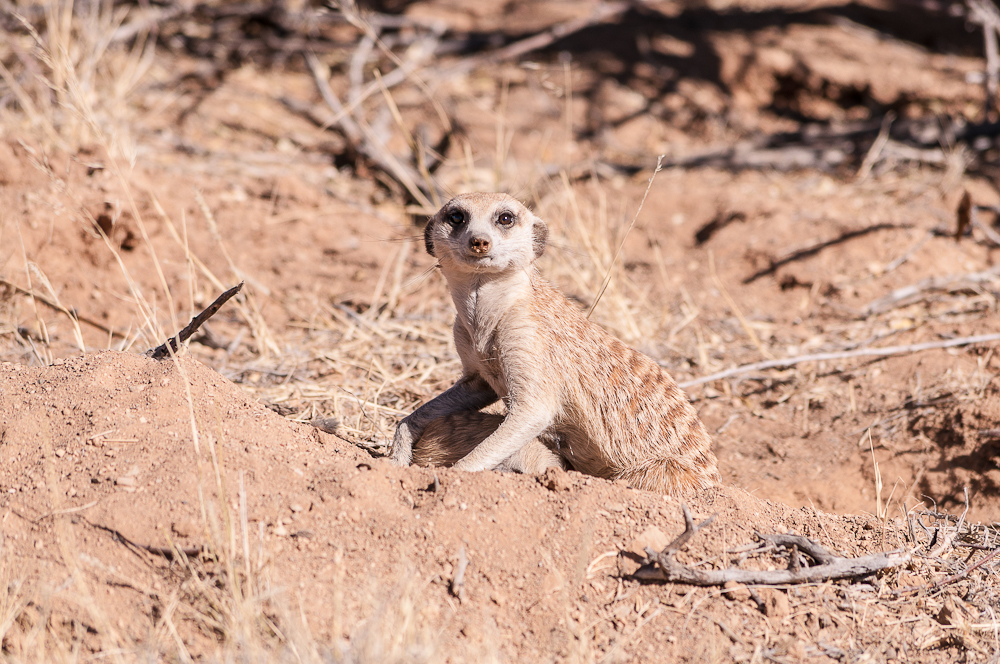 Namibi 2012: Beobachter unterwegs