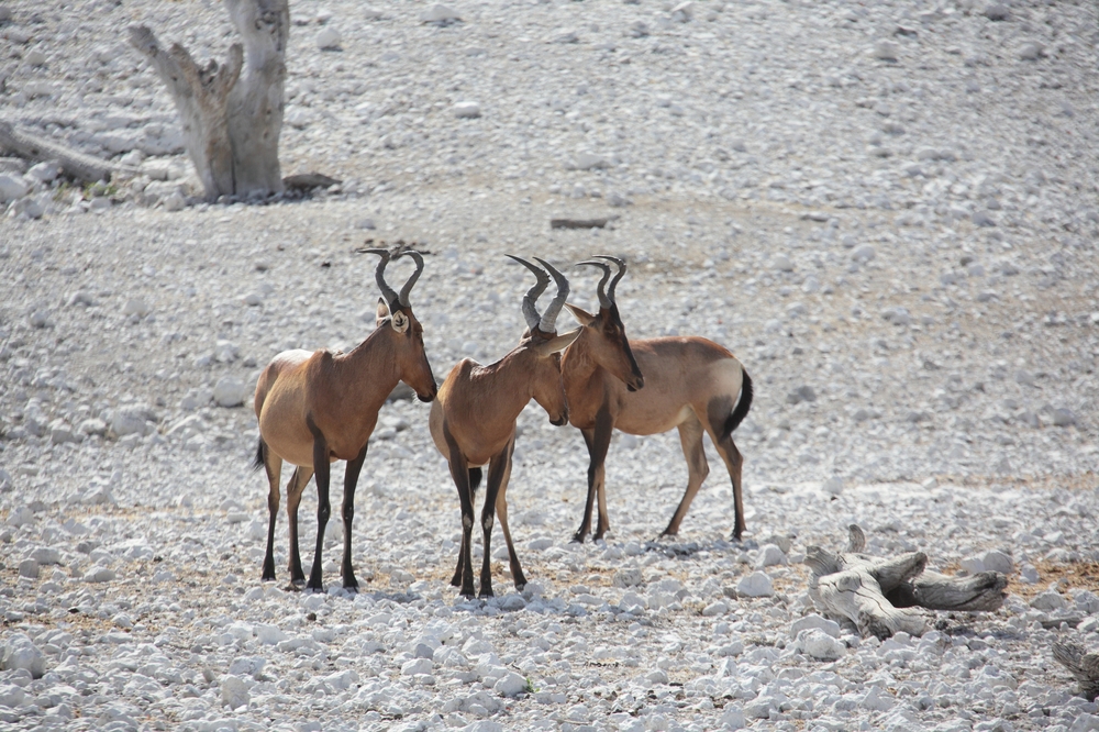 Namibia 03