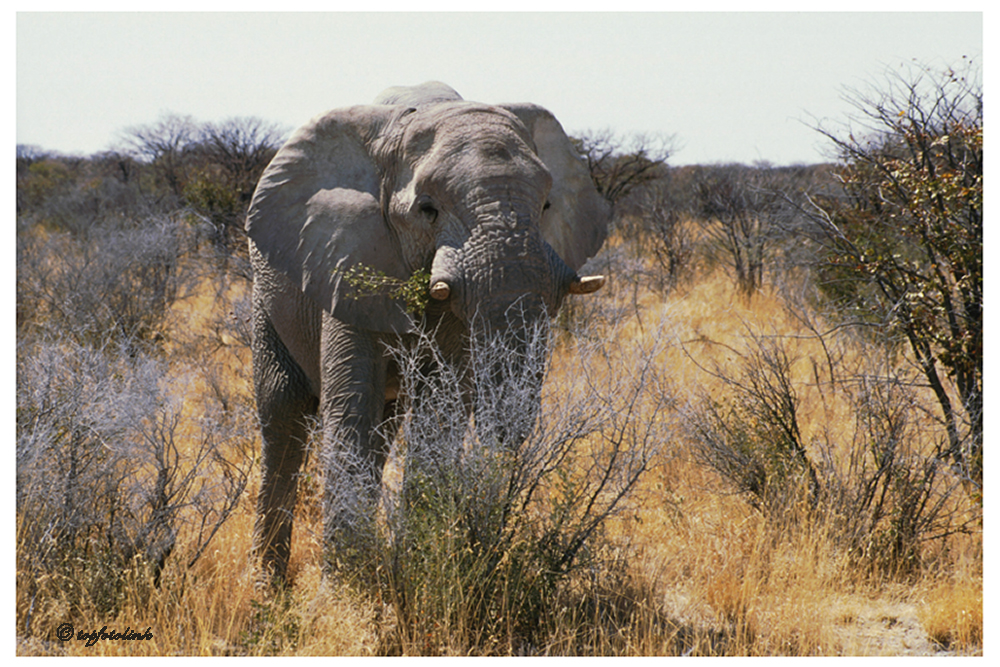 namibia 05