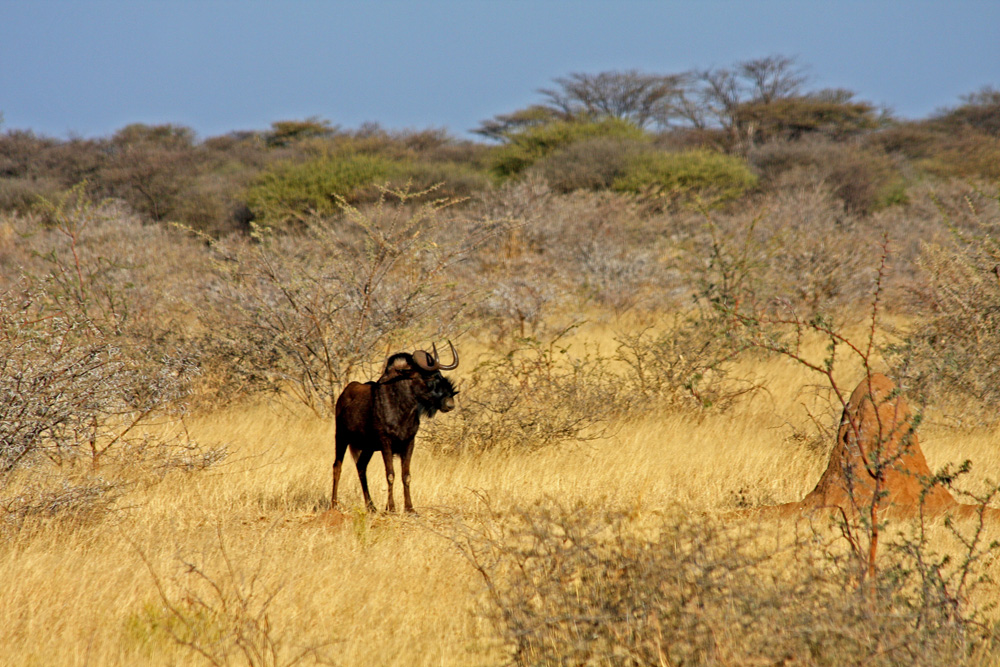 Namibia 1