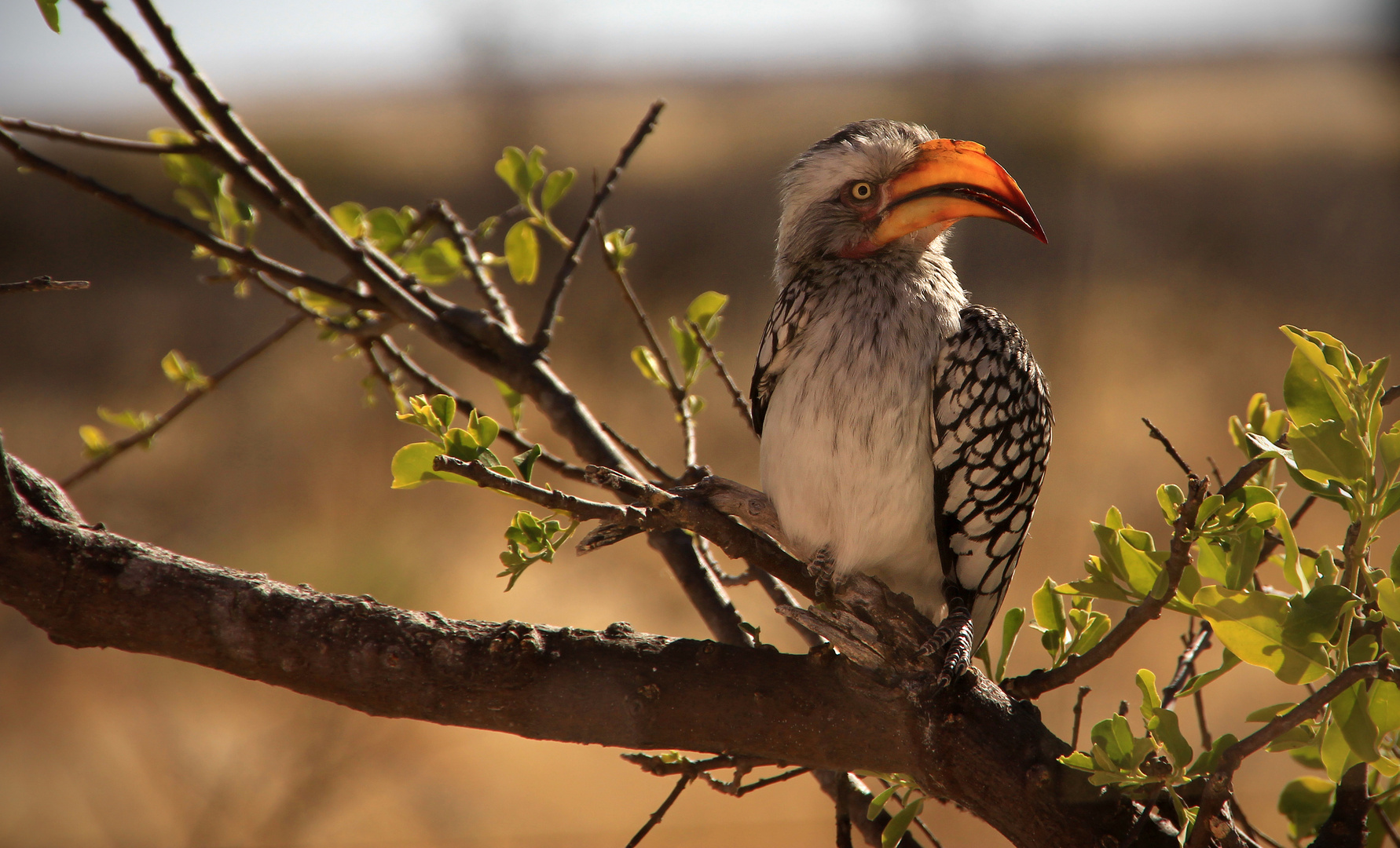 NAMIBIA 10