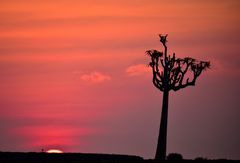 Namibia 12 - Allerletztes Sonnenlicht