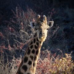 NAMIBIA 12