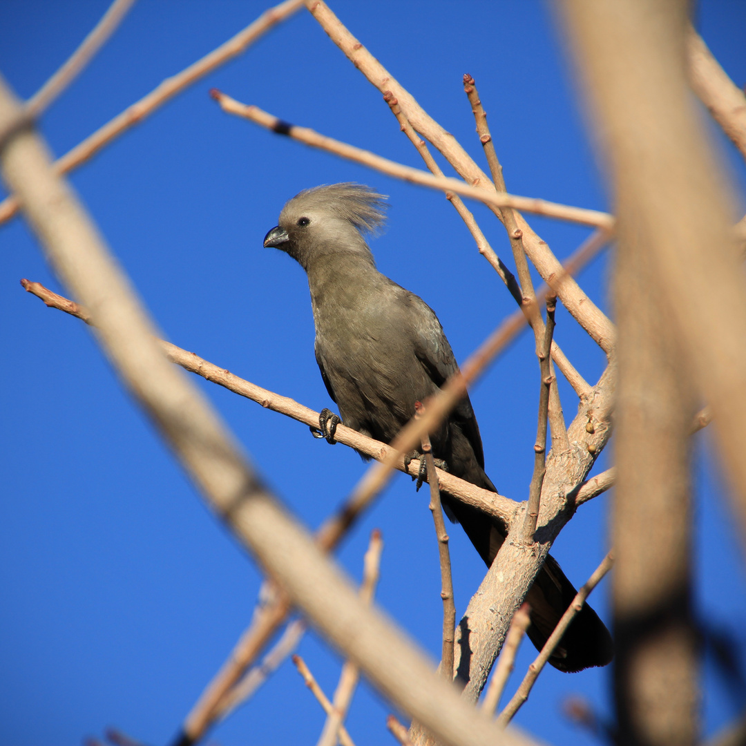 NAMIBIA 13