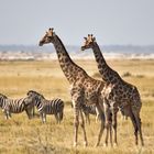 Namibia 13 - Etosha