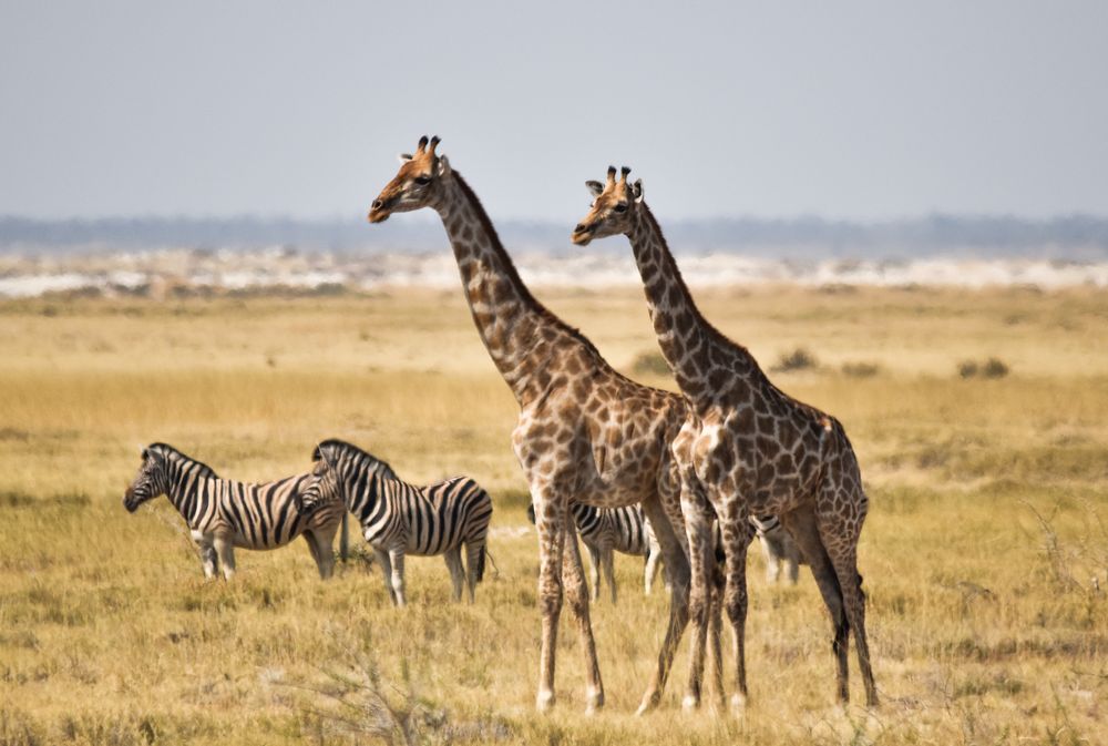 Namibia 13 - Etosha