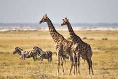 Namibia 13 - Etosha