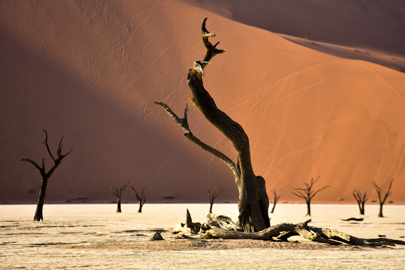 Namibia 14 - Dead Vlei