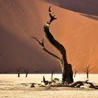 Namibia 14 - Dead Vlei