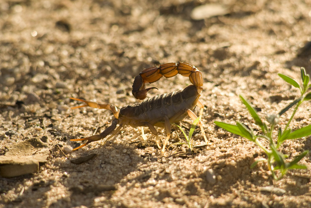 Namibia 2008 - Skorpion