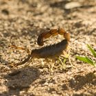 Namibia 2008 - Skorpion