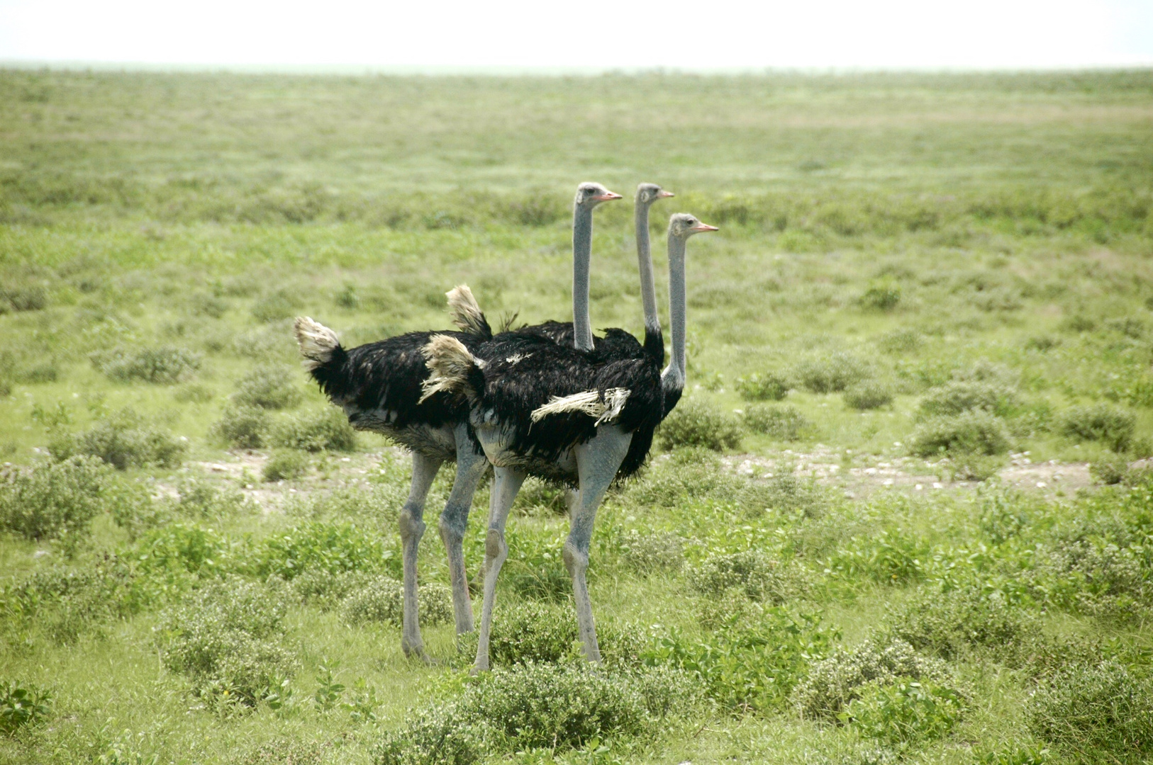 Namibia (2009), vierbeiniger Dreikopfstrauß