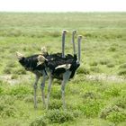 Namibia (2009), vierbeiniger Dreikopfstrauß