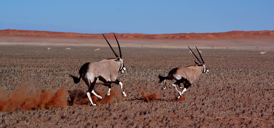 Namibia 2010: Mit Tempo ….