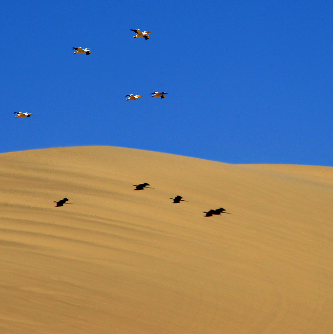 Namibia 2010: Pelikan Formationsflug Richtung Süden